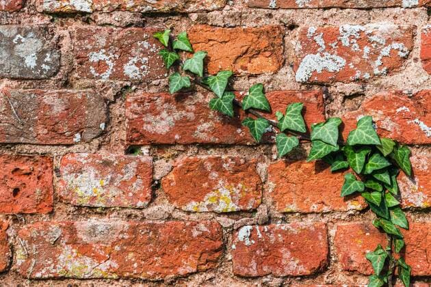 Alte Backsteinmauer bewaxhsen mit grünem Efeu, Burgmauer in England, Großbritannien, Europa Copyright: imageBROKER/MaciejxOlszewski ibxmao06711786.jpg
