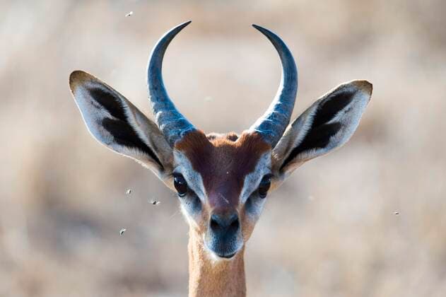 Creative Highlights World Giraffenantilope (Litocranius walleri), Portrait, Tsavo Ost Nationalpark, Kenia, Afrika *** Giraffe antelope Litocranius walleri , Portrait, Tsavo East National Park, Kenya, Africa Copyright: imageBROKER/FabianxBerg iblmhg04260669.jpg