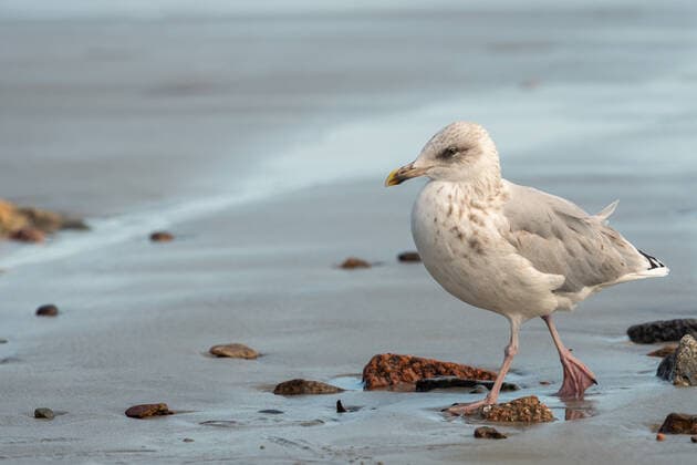 A young european herring gull (Larus argentatus) standing on the beach (Brittany, France) France