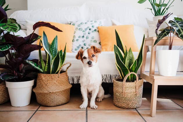 Dog sitting by plant decoration at home property released EBBF02523