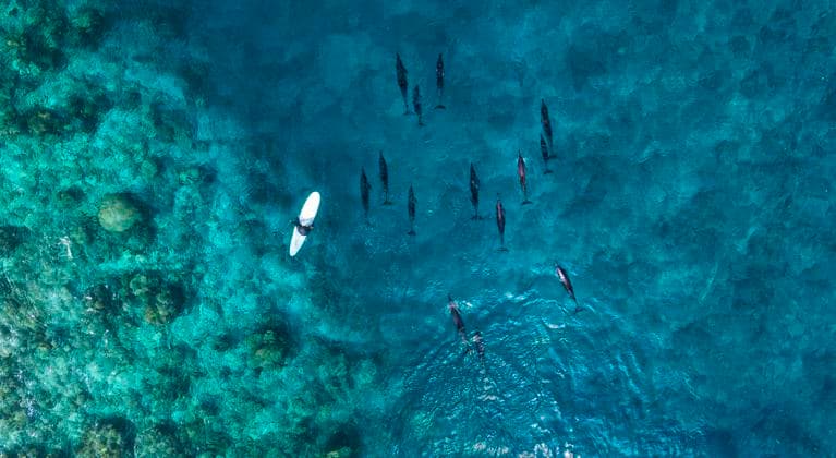 Aerial view of man on surfboard near pod of dolphins in blue sea model released Symbolfoto KNTF06179