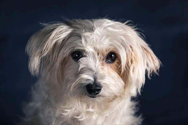Cute dog against black background property released MSUF00528