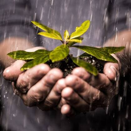 Close up of hands holding seedling in the rain Close up of hands holding seedling and soil growing in the rain, model released, Cork, Ireland, 06.02.2013, 170900.jpg, hands, holding, treasuring, protecting, nature, environment, conservation, cradling, showing, plant, leaf, soil, growing, nurturing, rain, shower, raining, water, horticulture, gardener, shirt, environmentalism, environmentalist, delicate, fragile, seedling, growth Studio shot,Front view,Close-up,Mid Section