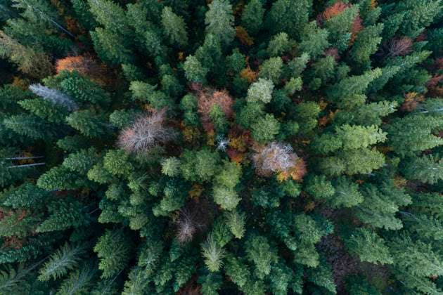 Drone view of green coniferous forest in autumn RUEF03250