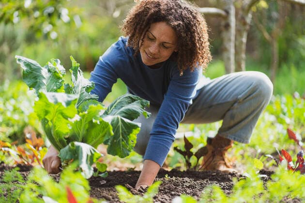 Smiling woman picking organic cauliflower in permaculture garden model released Symbolfoto property released SBOF03113