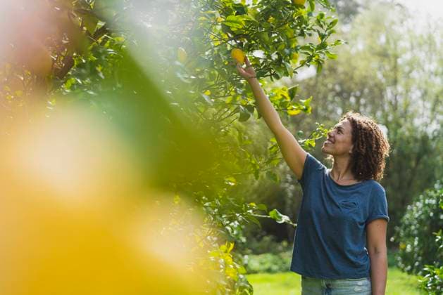 Smiling woman picking lemons from tree in garden model released Symbolfoto property released SBOF03163