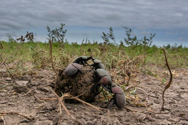 Creative Highlights World Dung beetles (Scarabaeidae) rolling dung ball, Ndutu, Ngorongoro Conservation Area, Serengeti, Tanzania. Ndutu, Ngorongoro Conservation Area, Serengeti. Tanzania Copyright: xSergioxPitamitzx SSH-RM-TZ2001270253