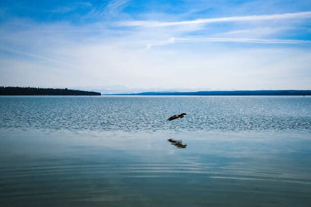 Frühlingswetter am Ammersee 25.03.2021: Enten bei Frühlingswetter am Ufer des Ammersees bei Stegen (Inning am Ammersee; Oberbayern) mit Blick in Richtung Alpen. Inning Bayern Deutschland