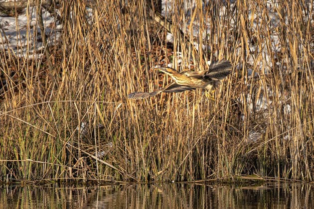 IMAGO Nature: Unsere Erde, Tiere, Tierische Meister der Tarnung Rohrdommel, Rohr-Dommel, Grosse Rohrdommel (Botaurus stellaris), im Flug vor einem Roehricht am See, Deutschland, Bayern Eurasian bittern (Botaurus stellaris), in flight in front of reed zone of a lake, Germany, Bavaria BLWS639959 *** Bittern Botaurus stellaris , in flight in front of a reed zone of a lake, Germany, Bavaria Eurasian bittern Botaurus stellaris , in flight in front of reed zone of a lake, Germany, Bavaria BLWS639959 Copyright: xblickwinkel A.xHartlx