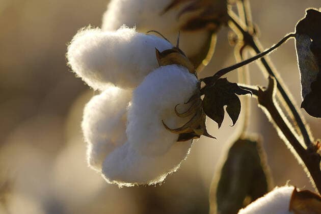 IMAGO Nature: Unsere Erde, Klimawandel, Baumwolle HAMI, CHINA - OCTOBER 15: Cotton is ready for harvest in a field on October 15, 2020 in Hami, Xinjiang Uygur Autonomous Region of China.  Copyright: xVCGx CFP111323151137