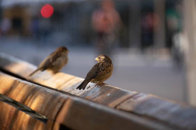 News Bilder des Tages March 27, 2021, Santiago, Metropolitana, Chile: A bird perches on a pedestrian bench, on the first day of total quarantine in Santiago. Santiago Chile - ZUMAb332 20210327_zip_b332_016 Copyright: xMatiasxBasualdox