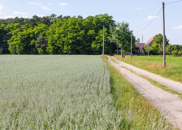 IMAGO Nature: Unsere Erde, Klimawandel, Ernährung, Pflanzen der Zukunft, Hafer Feldweg an einem Feld mit Hafer (Avena sativa), im Hintergrund einzelne Häuser, Sachsen, Deutschland *** Field path along a field with oats Avena sativa , in the background single houses, Saxony, Germany