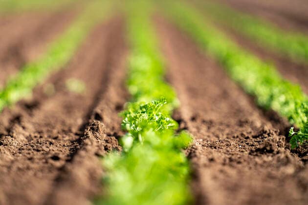 Landwirtschaft, Kräutergärtnerei, Petersilie Pflanzen, auf einem Feld, mit einer Pflanzmaschine, in Reihen, gepflanzt, Landwirtschaft *** Agriculture, herb gardening, parsley planting, in a field, with a planter, in rows, planted, farming