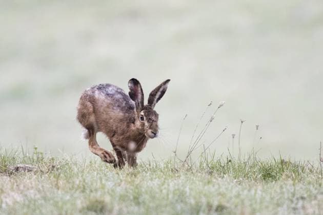 Feldhase (Lepus europaeus) läuft über Wiese, Hessen, Deutschland, Europa *** European hare Lepus europaeus running across meadow, Hesse, Germany, Europe Copyright: imageBROKER WilfriedxMartin ibxwma06715025.jpg