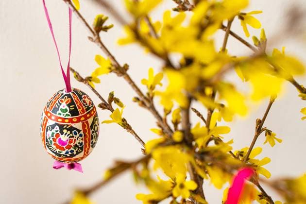 The arrangement of traditional decorated Blatnice Easter Eggs by Marie Cihakova and flowering Forsythia, Brno, Czech Republic, on March 30, 2021. (CTKxPhoto FilipxFojtik) CTKPhotoF202103301152901 