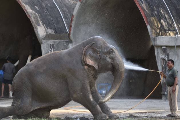 Bilder des Jahres 2021, Entertainment 03 März Entertainment Themen der Woche KW13 Bilder des Jahres 2021, Entertainment 03 März Entertainment Bilder des Tages NEW DELHI, INDIA MARCH 31: A volunteer bathes an elephant inside the National Zoological Park (Delhi Zoo) ahead of its reopening tomorrow, on March 31, 2021 in New Delhi, India. (Photo by Arvind Yadav Hindustan Times ) Preparation Underway At Delhi?s National Zoological Park Ahead It?s Opening