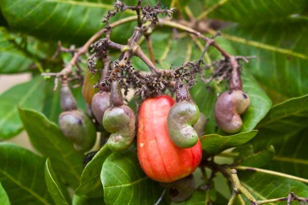Cashewbaum (Anacardium occidentale) Frucht, Kenia, Afrika *** Cashew tree Anacardium occidentale fruit, Kenya, Africa Copyright: imageBROKER W.xDolder ibldwi05344454.jpg