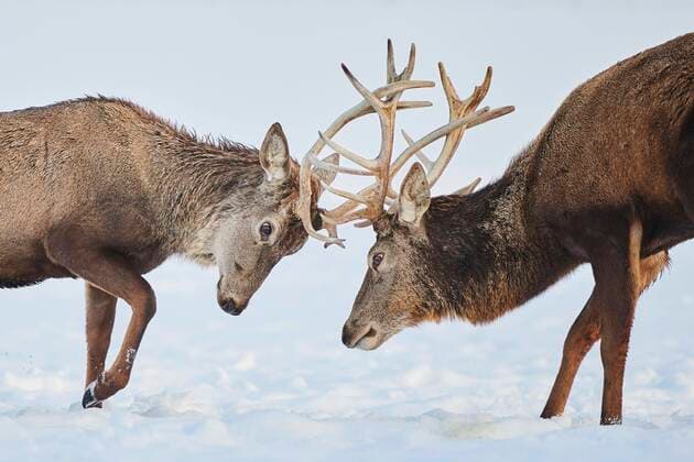Rothirsch (Cervus elaphus), Bayern auf einer verschneiten Wiese, Deutschland, Europa *** Red deer Cervus elaphus , Bavaria on a snowy meadow, Germany, Europe Copyright: imageBROKER Davidx&xMichaxSheldon ibxshe06716975.jpg