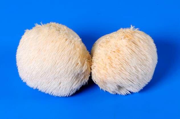 Igelstachelbart, Affenkopfpilz, Igel-Stachelbart (Hericium erinaceus) *** Hedgehog spiny beard, monkey head mushroom, hedgehog spiny beard Hericium erinaceus Copyright: imageBROKER O.xDiez ibldzo05156474.jpg