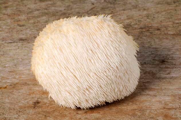 Igelstachelbart, Affenkopfpilz, Igel-Stachelbart (Hericium erinaceus) *** Hedgehog spiny beard, monkey head mushroom, hedgehog spiny beard Hericium erinaceus Copyright: imageBROKER O.xDiez ibldzo05156475.jpg