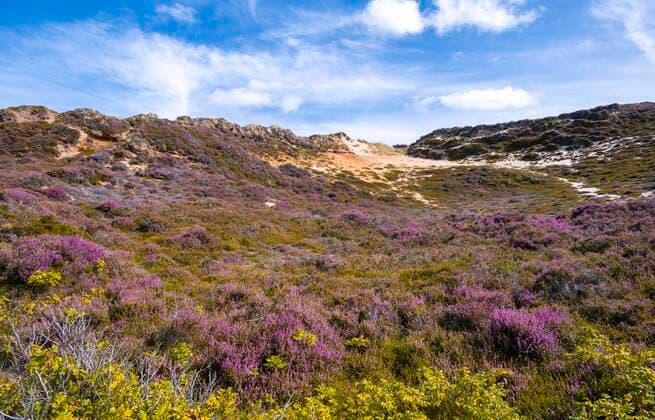  Creative Highlights World Dünen und Heidelandschaft, Morsum-Kliff, Sylt, Nordfriesische Insel, Nordsee, Nordfriesland, Schleswig-Holstein, Deutschland, Europa *** Dunes and heath landscape, Morsum cliff, Sylt, North Frisian Island, North Sea, North Frisia, Schleswig Holstein, Germany, Europe Copyright: imageBROKER/MoritzxWolf ibxmmw06662555.jpg