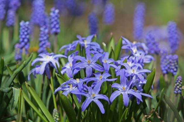Deutlich kaelter als die letzten Tage aber am Nachmittag zeigt sich tolles Fruehlingswetter mit Sonnenschein, die gewoehnliche Sternhyazinthe (Schneestolz) Mi. blueht in einem Garten in Siegen Fruehling im Siegerland am 02.04.2021 in Siegen Deutschland. *** Clearly colder than the last days but in the afternoon great spring weather with sunshine, the usual star hyacinth Schneestolz Mi blossoms in a garden in Siegen spring in the Siegerland on 02 04 2021 in Siegen Germany
