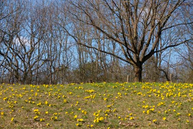 Blühende Adonisröschen (Adonis vernalis) an den Oderhängen bei Lebus (Landkreis Märkisch-Oderland) im Oderbruch. das Adonisröschen stammt eigentlich aus den Steppen Kasachtans und Sibiriens. Vorkommen in Deutschland sind sehr selten. In Zentraleuropa ist diese Art stark gefährdet und steht unter Naturschutz. Foto: Volker Hohlfeld Adonisblüte *** Flowering Adonis vernalis on the slopes of the river Oder near Lebus in the district of Märkisch Oderland in the Oderbruch the Adonis vernalis actually originates from the steppes of Kazakhstan and Siberia Occurrences in Germany are very rare In Central Europe this species is highly endangered and is protected Photo Volker Hohlfeld Adonis blossom