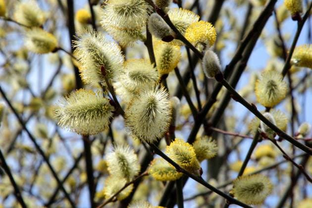 Blütezeit der Weiden Blüte der männlichen Salweide *** Flowering time of the willows Flowering of the male salt willow