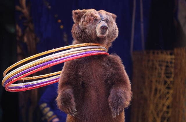 Bilder des Jahres 2021, Entertainment 04 April Entertainment Themen der Woche KW13 Entertainment Bilder des Tages IVANOVO, RUSSIA â€“ APRIL 3, 2021: A bear spins hoops in an act during the Feyeriya Extravaganza Show at the Ivanovo State Circus. On 3 April 2021, the circus resumed performances after being shutdown for a year in connection with the COVID-19 pandemic. Vladimir Smirnov TASS  TS0FB7A2