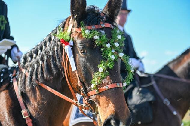 Ralbitz-Rosenthal - Unter strengen Pandemie-Auflagen: Osterreiter verkünden Auferstehung 04.04.2021 Ralbitz-Rosenthal, Ortslage und Kirche Sankt Katharina Fotograf: LausitzNews Toni Lehder Die Tradition des Osterreitens wird in der sorbischen Oberlausitz seit mehr als fünf Jahrhunderten gepflegt. In neun verschiedenen Prozessionen machen sich hunderte Reiter mit geschmückten Pferden auf den Weg, um die frohe Botschaft der Auferstehung Christi ins Land hinaus zu tragen. Der Brauch ist ein Glaubensbekenntnis der katholischen Sorben. Es nehmen ausschließlich Männer teil. Das Jahr 2020 war in der Geschichte des Osterreitens das erste Jahr, in dem die Reiter pandemiebedingt nicht reiten durften. Zum Osterfest war es damals eine völlig neu Copyright: xLausitzNews.de TonixLehderx