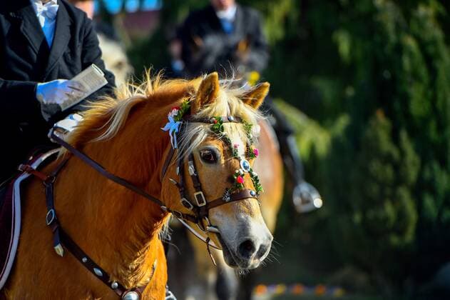 Radibor - Unter strengen Pandemie-Auflagen: Osterreiter verkünden Auferstehung 04.04.2021 Radibor, Friedhof Fotograf: LausitzNews Toni Lehder Die Tradition des Osterreitens wird in der sorbischen Oberlausitz seit mehr als fünf Jahrhunderten gepflegt. In neun verschiedenen Prozessionen machen sich hunderte Reiter mit geschmückten Pferden auf den Weg, um die frohe Botschaft der Auferstehung Christi ins Land hinaus zu tragen. Der Brauch ist ein Glaubensbekenntnis der katholischen Sorben. Es nehmen ausschließlich Männer teil. Das Jahr 2020 war in der Geschichte des Osterreitens das erste Jahr, in dem die Reiter pandemiebedingt nicht reiten durften. Zum Osterfest war es damals eine völlig neue Situation, in der der Schutz der Bevölkerung Copyright: xLausitzNews.de TonixLehderx