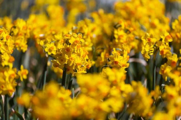 Narzissen (Narcissus). Osterglocken in voller Blüte. 05.04.2021: DEU, Deutschland, Baden-Württemberg, Stuttgart.