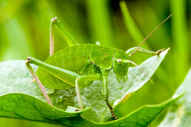 IMAGO Nature: Unsere Erde, Tiere, Tierische Meister der Tarnung Gruenes Heupferd, Grosses Heupferd, Grosses Gruenes Heupferd, Gruene Laubheuschrecke (Tettigonia viridissima), Larve sitzt auf einem Blatt, Oesterreich Great Green Bush-Cricket, Green Bush-Cricket (Tettigonia viridissima), larva sits on a leaf, Austria BLWS640964 *** Gruenes Heupferd, Grosses Gruenes Heupferd, Gruene Laubheuschrecke Tettigonia viridissima , larva sits on a leaf, Oesterreich Great Green Bush Cricket, Green Bush Cricket Tettigonia viridissima , larva sits on a leaf, Austria BLWS640964 Copyright: xblickwinkel McPHOTO A.xSchauhuberx