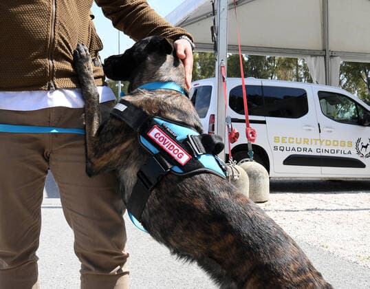 (210406) -- ROME, April 6, 2021 -- Dutch Shepherd Roma is trained to detect coronavirus in Rome, Italy, on April 6, 2021. In the Campus Bio-Medico University Hospital, a project has been launched to train dogs to detect the presence of coronavirus in human sweat. (Photo by Xinhua) ITALY-ROME-COVID-19-DOG-TRAINING AlbertoxLingria 