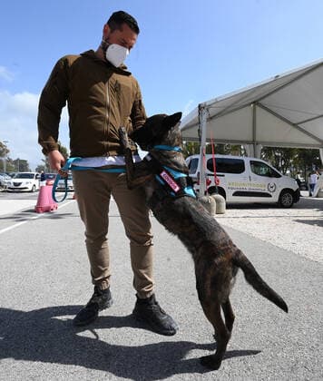(210406) -- ROME, April 6, 2021 -- Dutch Shepherd Roma is trained to detect coronavirus in Rome, Italy, on April 6, 2021. In the Campus Bio-Medico University Hospital, a project has been launched to train dogs to detect the presence of coronavirus in human sweat. (Photo by Xinhua) ITALY-ROME-COVID-19-DOG-TRAINING AlbertoxLingria 