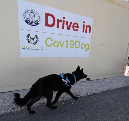 (210406) -- ROME, April 6, 2021 -- German Shepherd Harlock is trained to detect coronavirus in Rome, Italy, on April 6, 2021. In the Campus Bio-Medico University Hospital, a project has been launched to train dogs to detect the presence of coronavirus in human sweat. (Photo by Xinhua) ITALY-ROME-COVID-19-DOG-TRAINING AlbertoxLingria 