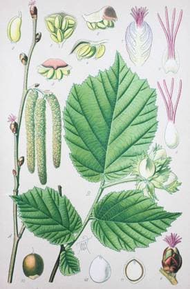 Corylus avellana, the common hazel, is a species of hazel Gemeine Hasel (Corylus avellana), auch Haselstrauch oder Haselnussstrauch, Haselnuß, digital improved reproduction of an original from the 19th century digitale Reproduktion einer Originalvorlage aus dem 19. Jahrhundert, (Originaldatum nicht bekannt) 1f-489343