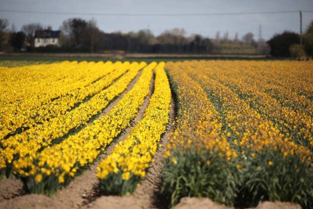 News Bilder des Tages These daffodil fields are still providing a splash of colour in the fields around Spalding, Lincolnshire, with the crop on the right just starting to finish flowering. 