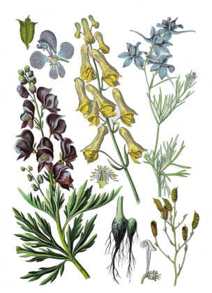 Wolfs-Eisenhut auch Gelber Eisenhut, Aconitum lycoctonum (mitte), Blauer Eisenhut, Moenchskappe, Fischerkappe und Reiterkappe, Gifthut und Sturmhut, Venuswagen und Venuskutsche, Wuergling und Ziegentod, Aconitum napellus (links), Gewoehnlicher Feldrittersporn, Acker-Rittersporn oder Feldrittersporn, Consolida regalis S.F. Gray, Syn.: Delphinium consolida L (rechts), Historisch, digital improved reproduction of an original from the 19th century digitale Reproduktion einer Originalvorlage aus dem 19. Jahrhundert, Originaldatum nicht bekannt 1f-949136b