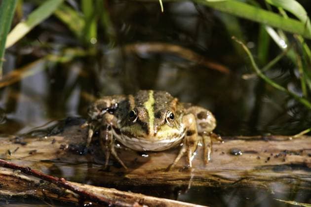 Moorfrosch, Moor-Frosch (Rana arvalis), sitzt auf einem Ast im Wasser, Oesterreich moor frog (Rana arvalis), sits on a branch in water, Austria BLWS641210 *** Moor frog Rana arvalis , sits on a branch in water, Austria moor frog Rana arvalis , sits on a branch in water, Austria BLWS641210 Copyright: xblickwinkel McPHOTO A.xSchauhuberx