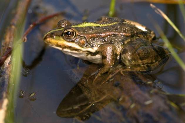 Moorfrosch, Moor-Frosch (Rana arvalis), sitzt auf einem Ast im Wasser, Oesterreich moor frog (Rana arvalis), sits on a branch in water, Austria BLWS641212 *** Moor frog Rana arvalis , sits on a branch in water, Austria moor frog Rana arvalis , sits on a branch in water, Austria BLWS641212 Copyright: xblickwinkel McPHOTO A.xSchauhuberx