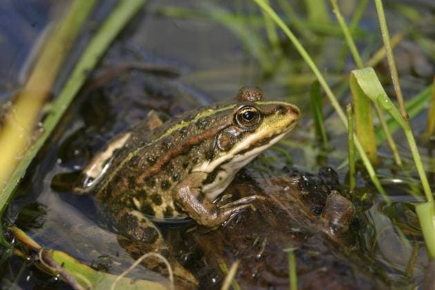 Moorfrosch, Moor-Frosch (Rana arvalis), sitzt in seichtem Wasser, Oesterreich moor frog (Rana arvalis), sits in shallow water, Austria BLWS641216 *** Moor frog Rana arvalis , sits in shallow water, Austria moor frog Rana arvalis , sits in shallow water, Austria BLWS641216 Copyright: xblickwinkel McPHOTO A.xSchauhuberx