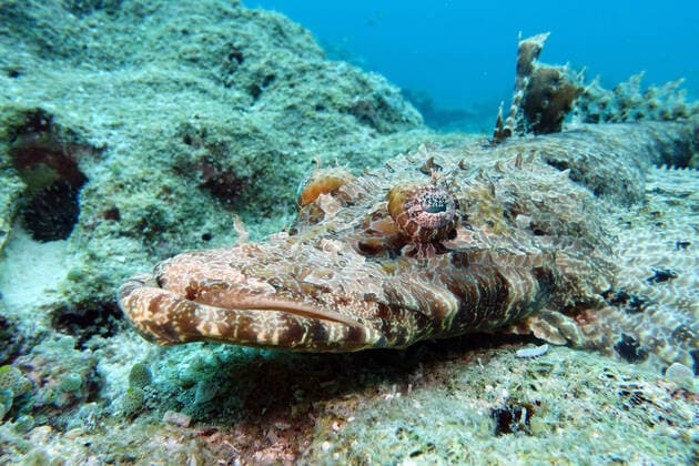 IMAGO Nature: Unsere Erde, Tiere, Tierische Meister der Tarnung Braunwangen-Plattkopf, Braunwangenpplattkopf (Cymbacephalus beauforti), im Korallenriff, Indonesien, Molukken, Napo Talimao Beauforts Crocodilefish (Cymbacephalus beauforti), at a coral reef, Indonesia, Moluccas, Napo Talimao BLWS640133 *** Brown-cheeked flathead Cymbacephalus beauforti , at a coral reef, Indonesia, Moluccas, Napo Talimao Beauforts Crocodilefish Cymbacephalus beauforti , at a coral reef, Indonesia, Moluccas, Napo Talimao BLWS640133 Copyright: xblickwinkel E.xTeisterx