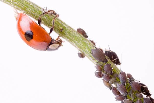 Zweipunkt, 2-Punkt-Marienkaefer, Zwei-Punkt-Marienkaefer, Zweipunkt-Marienkaefer, Zweipunktmarienkaefer (Adalia bipunctata), mit Blattlaeusen (Aphidoidea), Oesterreich two-spot ladybird, 2-spot ladybird (Adalia bipunctata), with green flies (Aphidoidea), Austria BLWS641457 *** Two spot ladybird, 2 spot ladybird Adalia bipunctata , with green flies Aphidoidea , Austria BLWS641457 Copyright: xblickwinkel McPHOTO A.xSchauhuberx