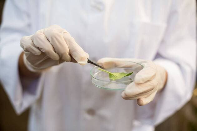 IMAGO Creative: Klimawandel - Zukunft und Innovation Midsection of scientist holding leaf with tweezers Midsection of scientist holding leaf with tweezers on petri dish, model released, , property released, Cape Town, South Africa, 11.05.2016, 772225.jpg, petri dish, glass, research, medical sample, holding, agriculture, botany, greenhouse, nature, plant, environment, occupation, professional, standing, lab coat, study, analysis, biologist, biology, biotechnology, science, scientist, working, leaf, transparent, green, tweezers, work tool, medical equipment, expertise, surgical glove, safety, protection Indoors,Front view,Close-up,Focus on Foreground,Mid Section