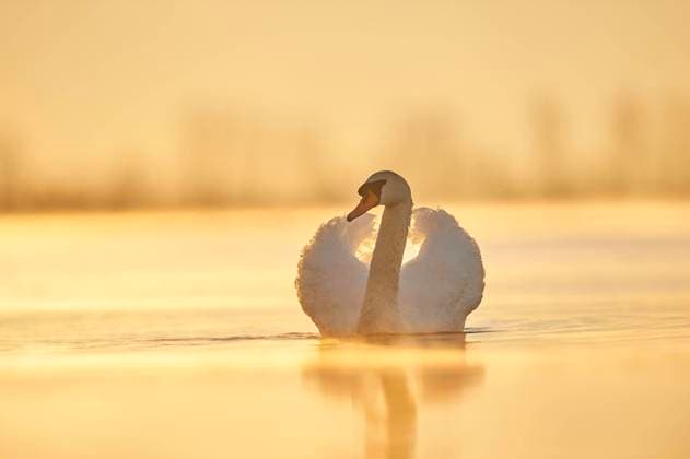  Höckerschwan (Cygnus olor) schwimmt auf der Donau bei Sonnenaufgang, Bayern, Deutschland, Europa *** Mute Swan Cygnus olor swimming on the Danube at sunrise, Bavaria, Germany, Europe Copyright: imageBROKER/Davidx&xMichaxSheldon ibxshe06718275.jpg