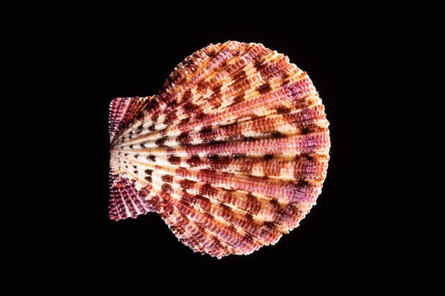 Scaled Scallop Shell, Gloripallium speciosum, is a bivalve shell found in the Pacific Ocean from Japan to Australia. Copyright: xJonxG.xFullerx JGF-shells-Scallop Shell-0151