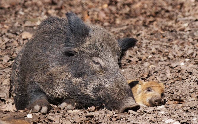 Wildschweine in Aktion. Wildschweine in der freien Natur *** Wild boars in action Wild boars in the wild