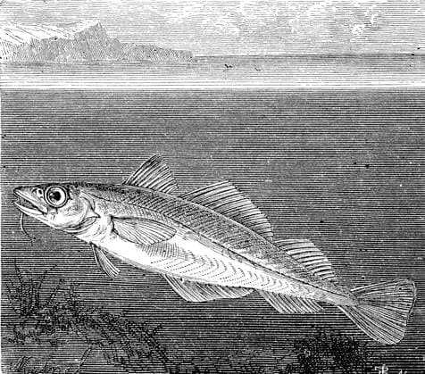 Atlantic cod Atlantischer Kabeljau oder Dorsch, Gadus morhua, in einer Illustration aus dem Jahre 1870, Historisch, historical, digital improved reproduction of an original from the 19th century digitale Reproduktion einer Originalvorlage aus dem 19. Jahrhundert, , Originaldatum nicht bekannt 4963091