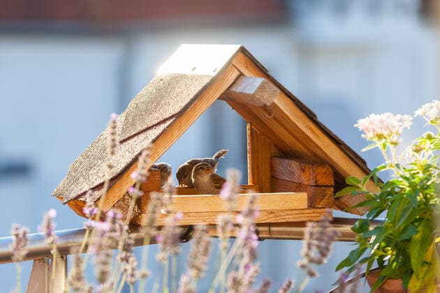 Haussperlinge (Passer domesticus) in einem Futterhaus, Deutschland *** House sparrows Passer domesticus in a feeder, Germany